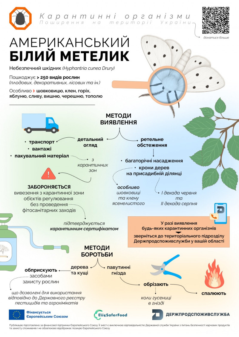 Нашестя американського метелика: яка ситуація у Луцьку