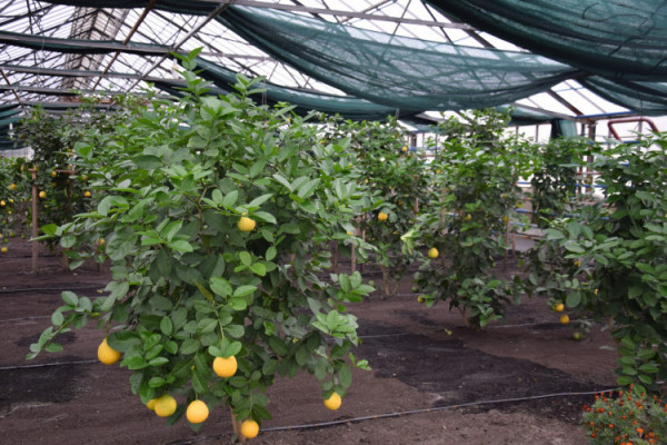 На Волині вирощують велетенські лимони