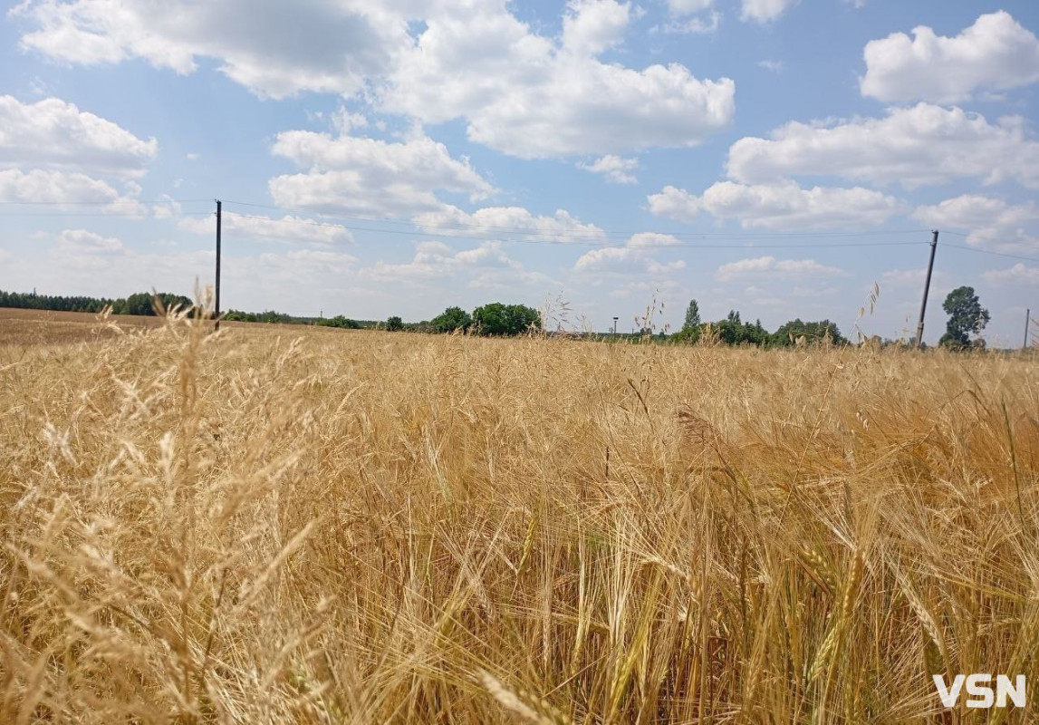 Скільки коштує зерно на Волині на старті жнив 2026 року: огляд цін