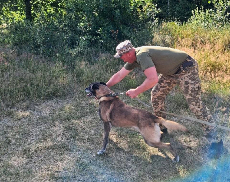 «Він ніколи не помиляється»: волинський прикордонник розповів про свого чотирилапого напарника, який шукає порушників