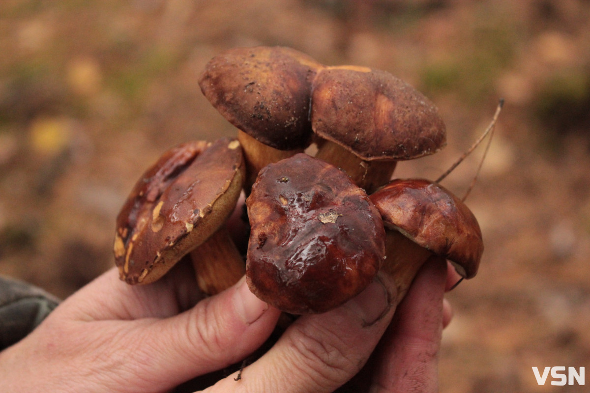 Як виглядає ліс на Волині восени. Фоторепортаж
