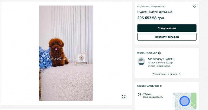 «Золоті» цуценята: у Луцьку продають собаку за понад 200 тисяч гривень