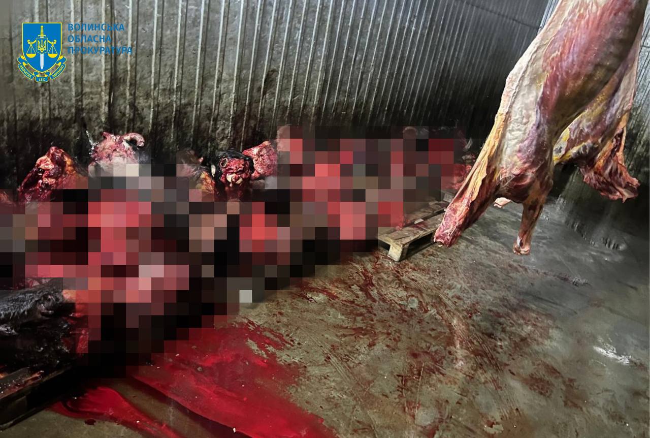 У Луцькому районі викрили підпільну бійню, де забивали худобу, а рештки закопували у непризначених місцях