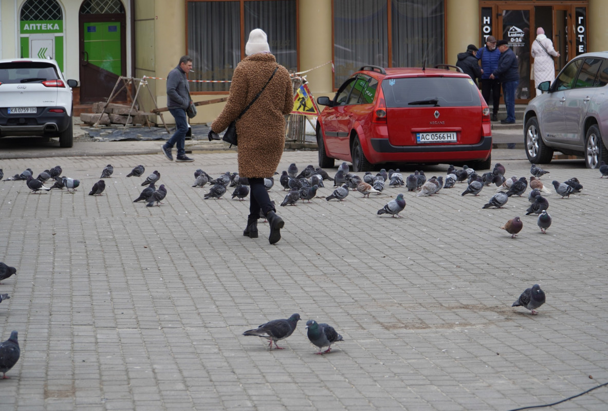 Вся площа в посліді: у місті на Волині місцевих просять не годувати голубів біля дошки пам’яті
