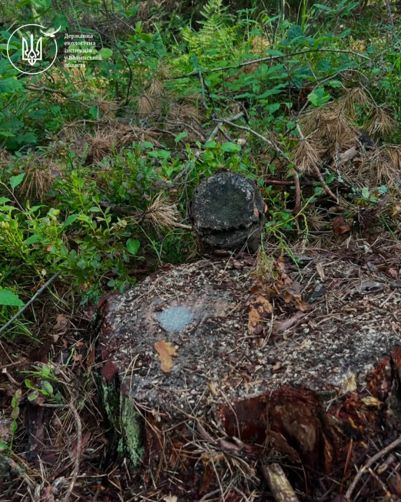 У лісництві на Волині незаконно зрубали дерев на понад 1,8 мільйона гривень