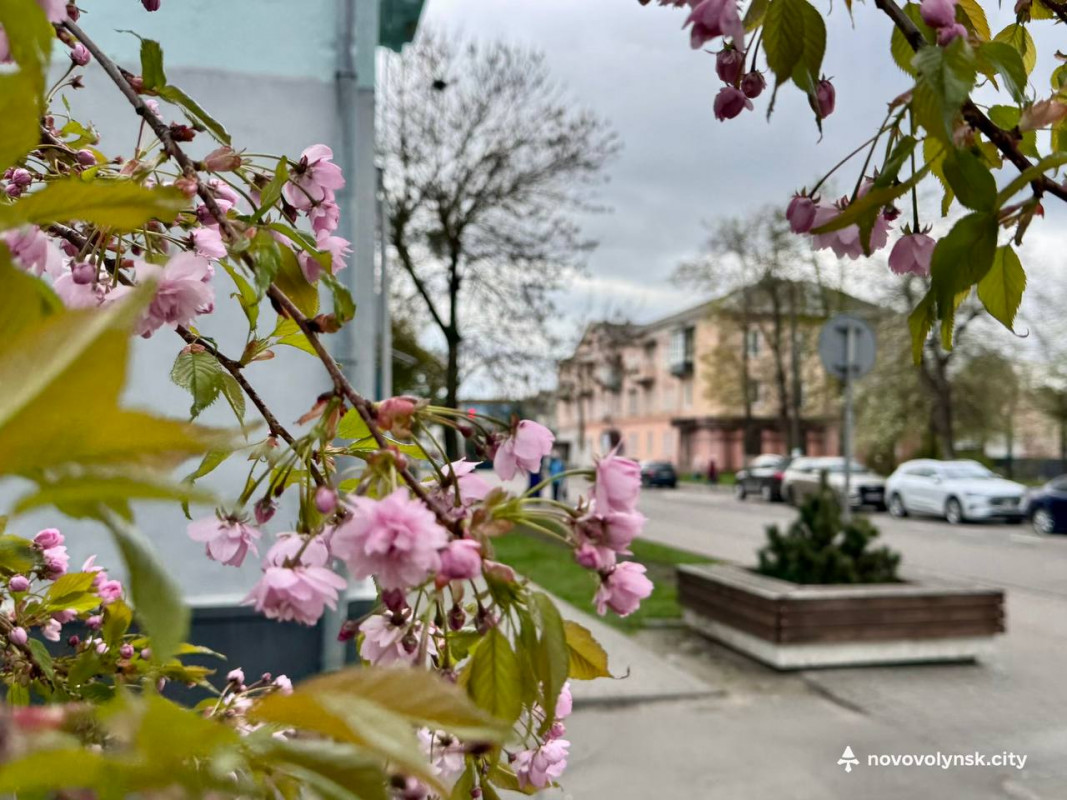 У місті на Волині розквітли сакури та мигдаль. Фото