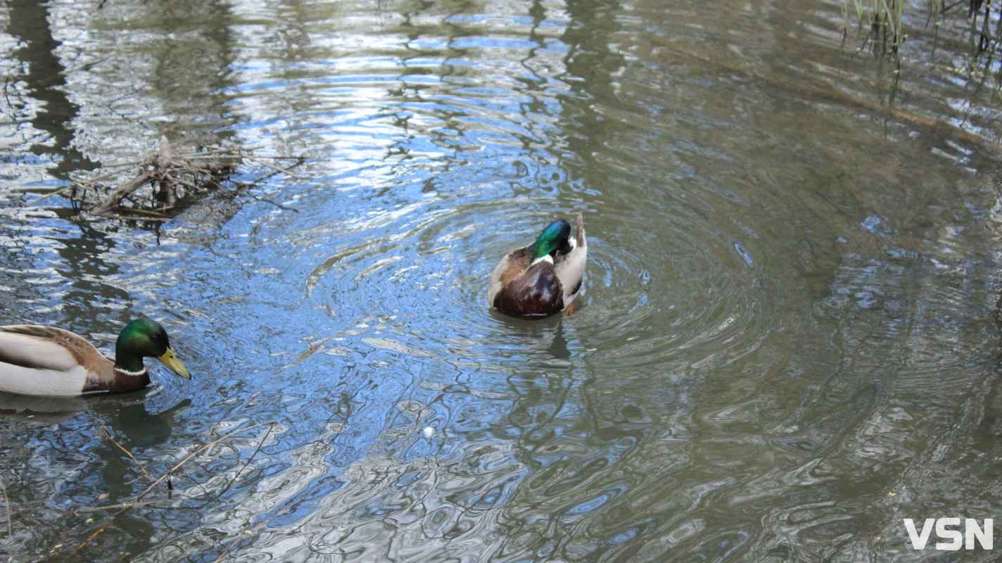 Як виглядає парк 900-річчя у Луцьку навесні 2026. Фоторепортаж