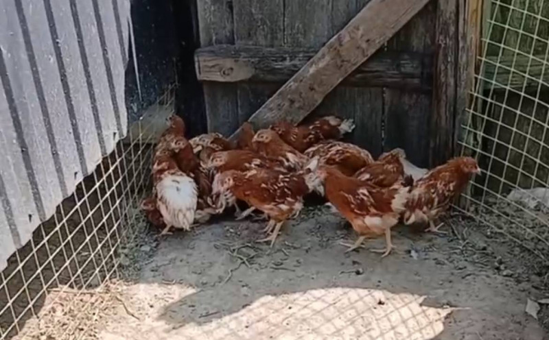 Дорога, яка ніколи не мала з ними статися: історія подружжя переселенців з Донеччини на Волині