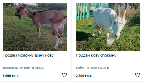 Скільки коштують кози та вівці на Волині?