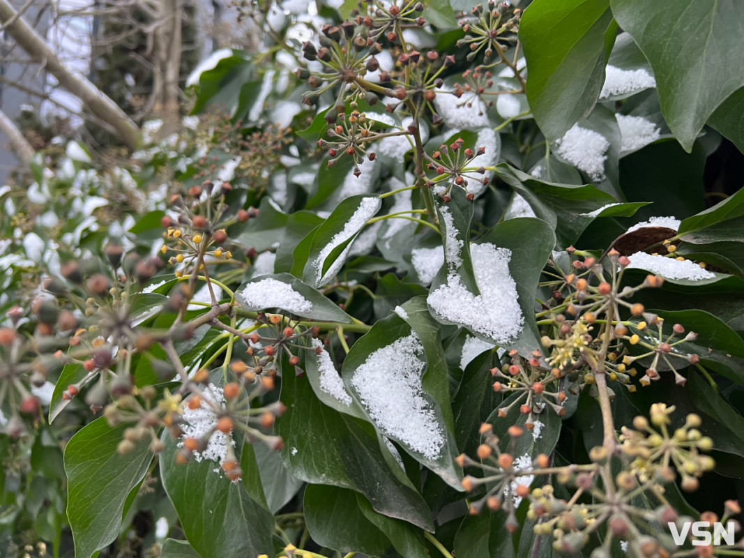 Останній день 2025 у Луцьку: місто в очікуванні Нового року. Фоторепортаж