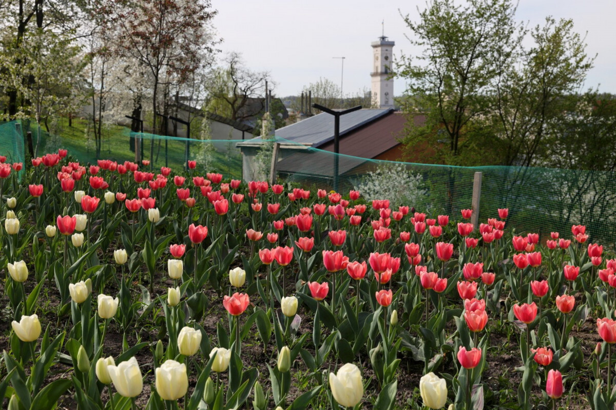 У Львові цвіте майже 200 тисяч тюльпанів: де знайти найкрасивіші локації