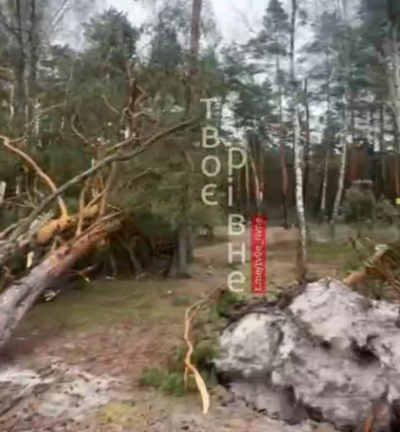 На Рівненщині сильний вітер повалив дерева. Фото