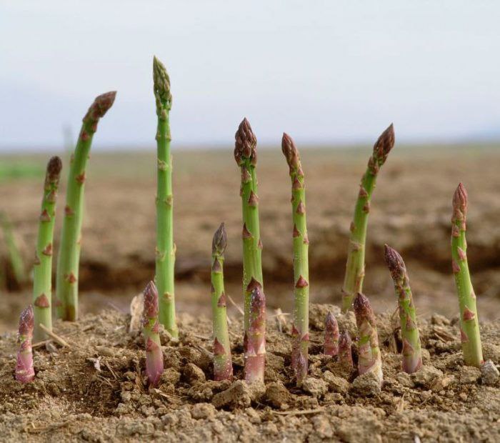 Спаржа, батат і кавуни: які незвичні культури вирощують на Волині