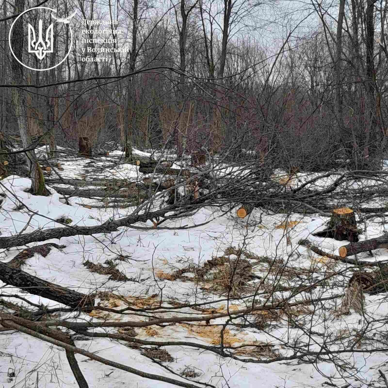 568 пнів і мільйонні втрати: у громаді на Волині розслідують незаконну вирубку