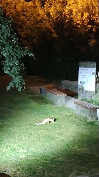 У Центральному парку Луцька потруїли ціле сімейство лисиць. Фото