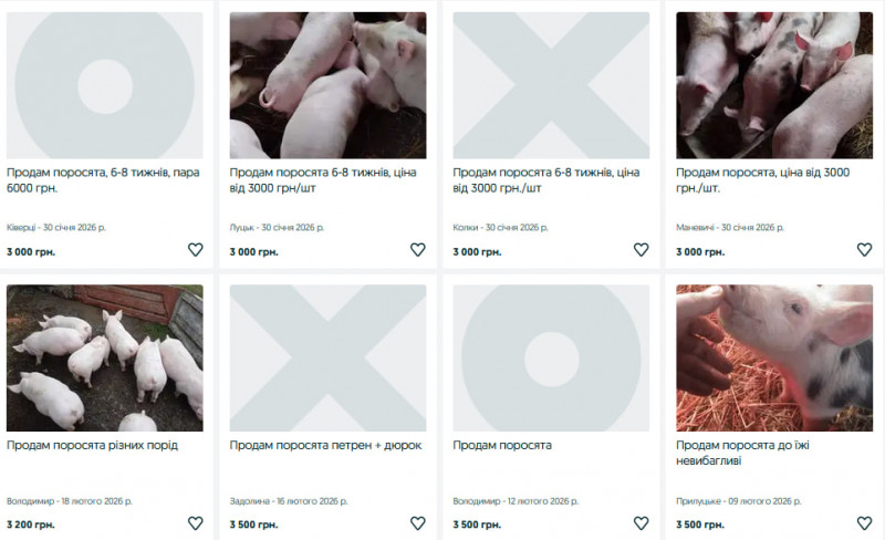 Поросята на Волині подорожчали: скільки зараз коштує молодняк і які породи найдешевші