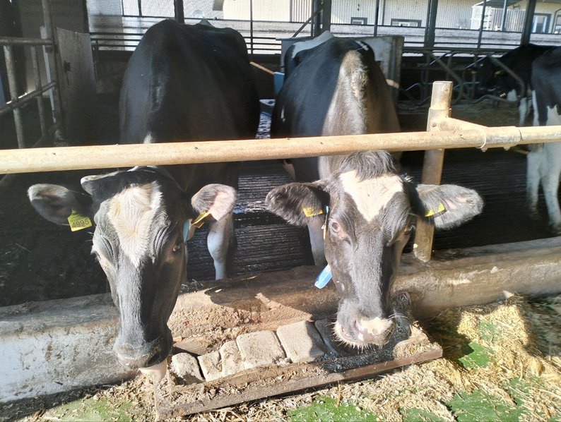 Ціна тримається, врожай стабільний: як волинські фермери завершили сезон сої