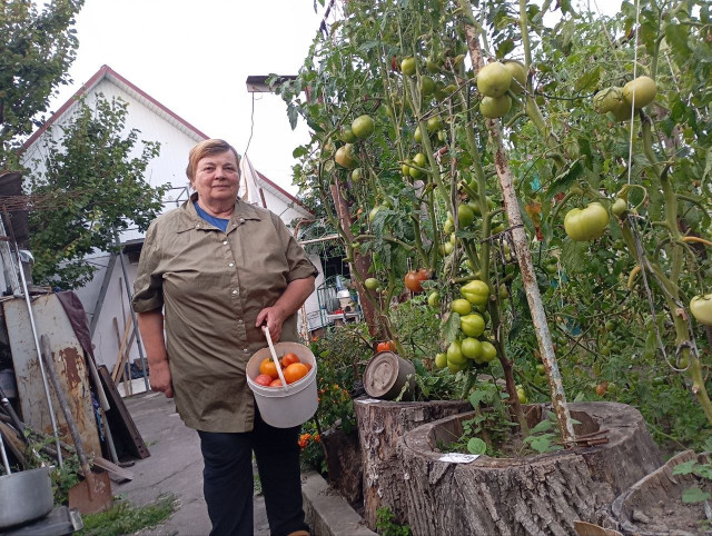 З кожного пеньочка – по відру врожаю: як лучанин отримує величезний врожай помідорів на невеликій ділянці