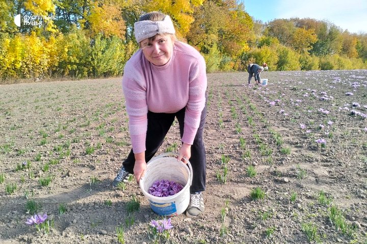 Збирають лише вручну: як на Волині вирощують найдорожчу спецію у світі