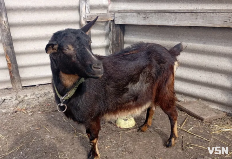 Догляд за козами навесні: поради волинського господаря з 25-річним досвідом