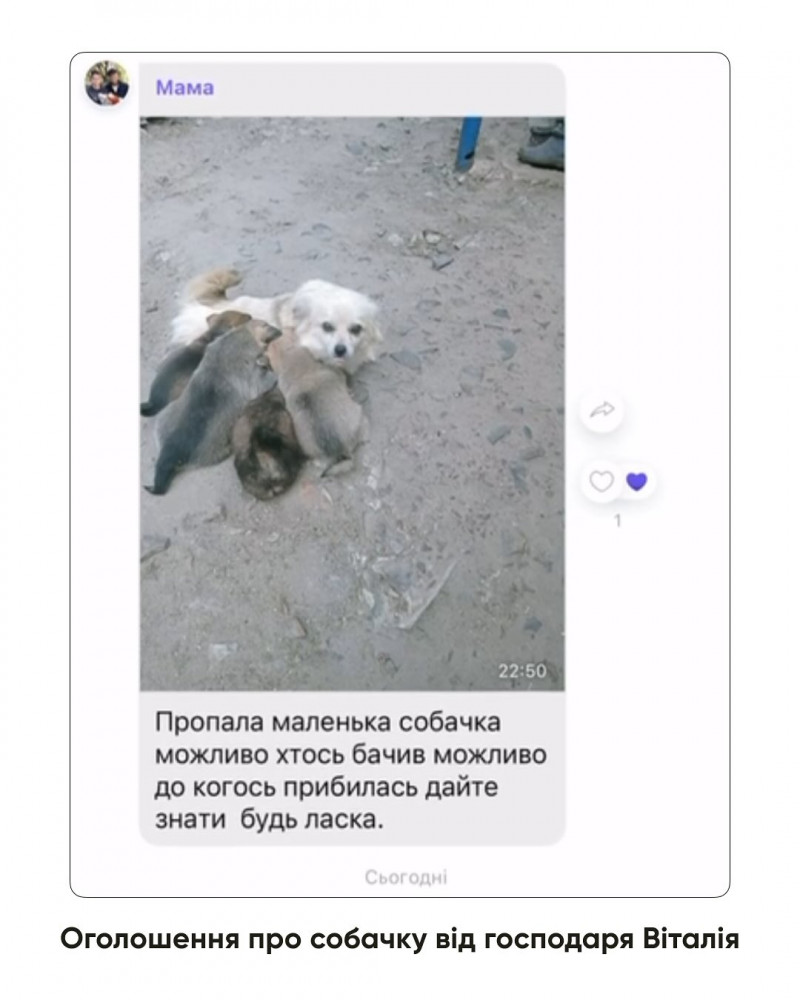 На Волині жінка зізналась у жорстокому вбивстві собаки військового