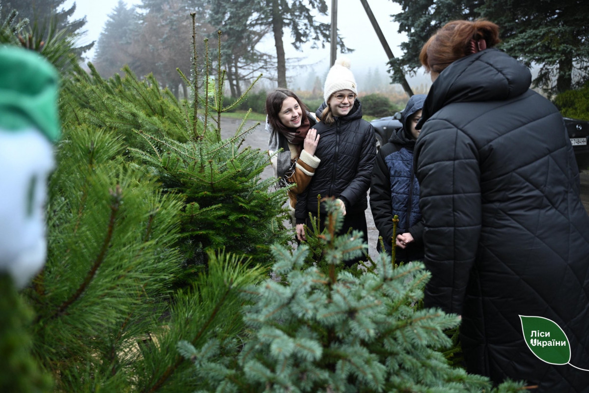 На Волині - одні з найдешевших ялинок в Україні: які ціни на хвойні дерева