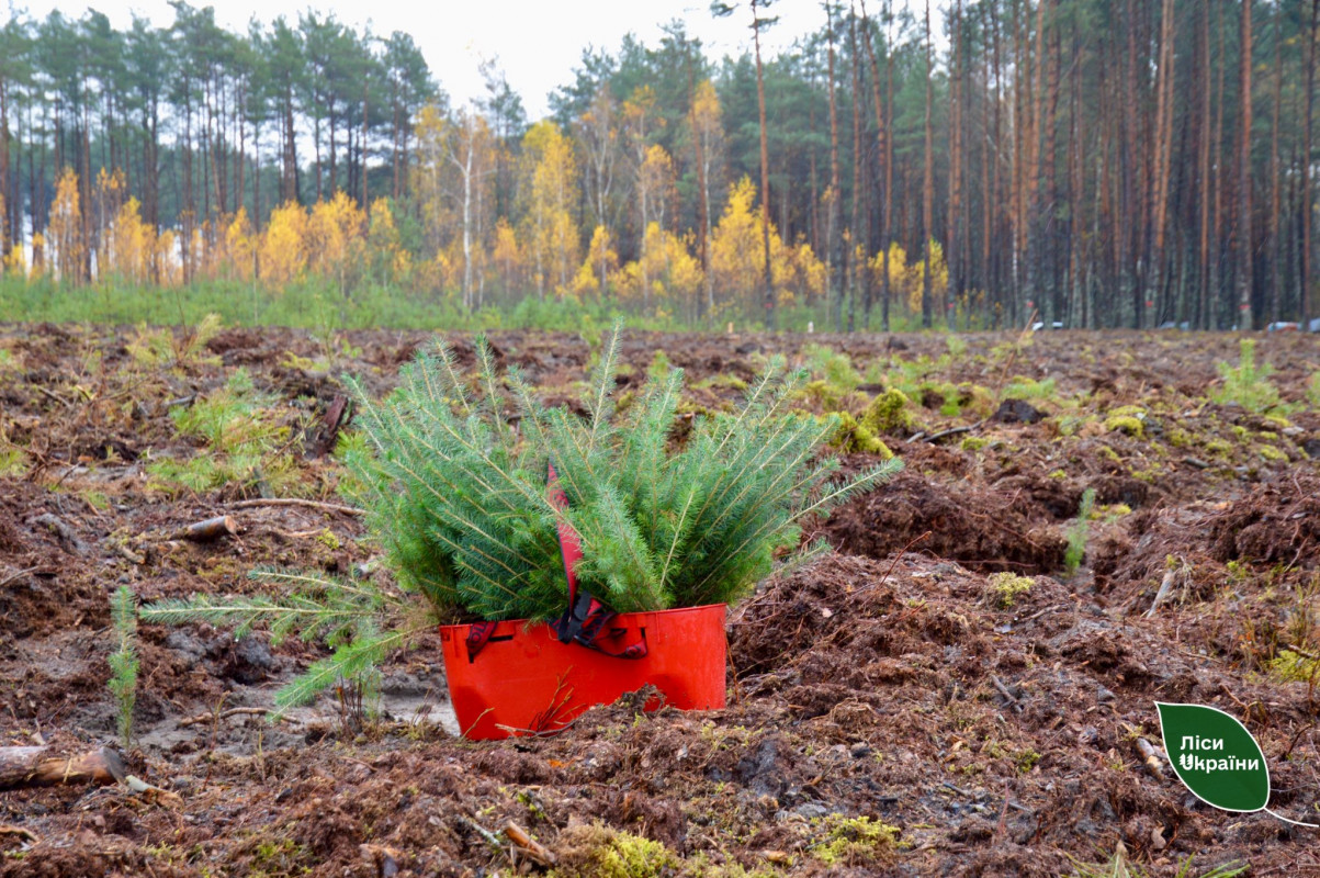 На Волині висадили «Ліс памʼяті» на честь воїна-лісівника Миколи Курана