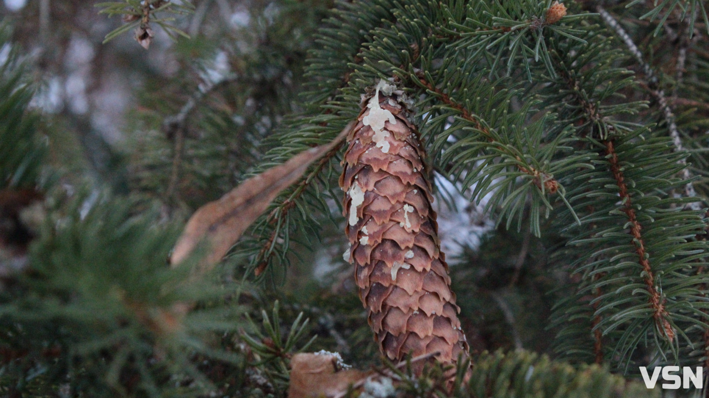 Як виглядає центральний парк у Луцьку у перші дні 2026 року. Фоторепортаж