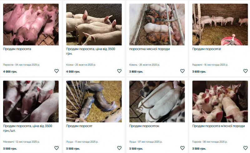 На Волині зросли ціни на поросят: скільки коштують тепер та від чого залежить вартість?