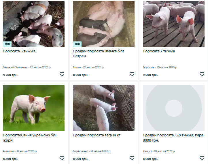 Ціна зросла: скільки коштують поросята на Волині