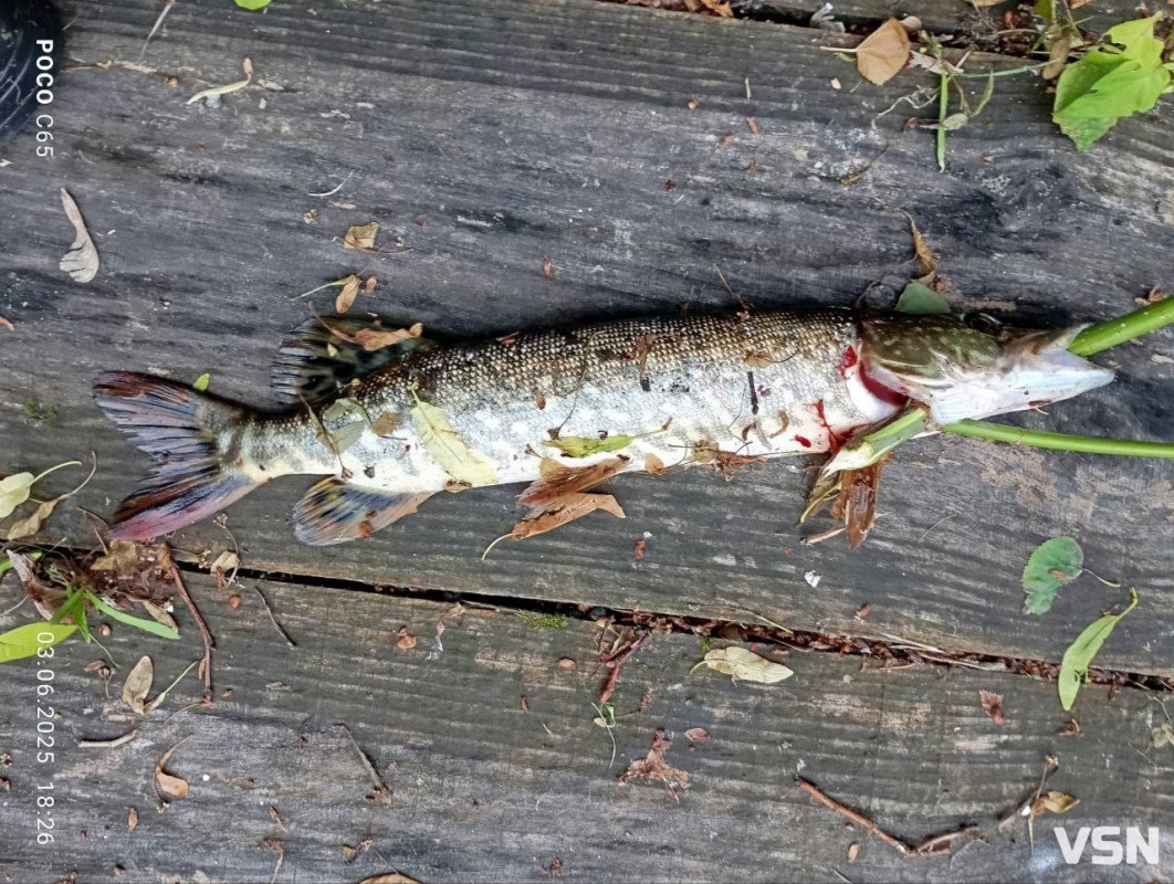 Два гачки і лише з берега: рибалок попередили про нові заборони з квітня на Волині