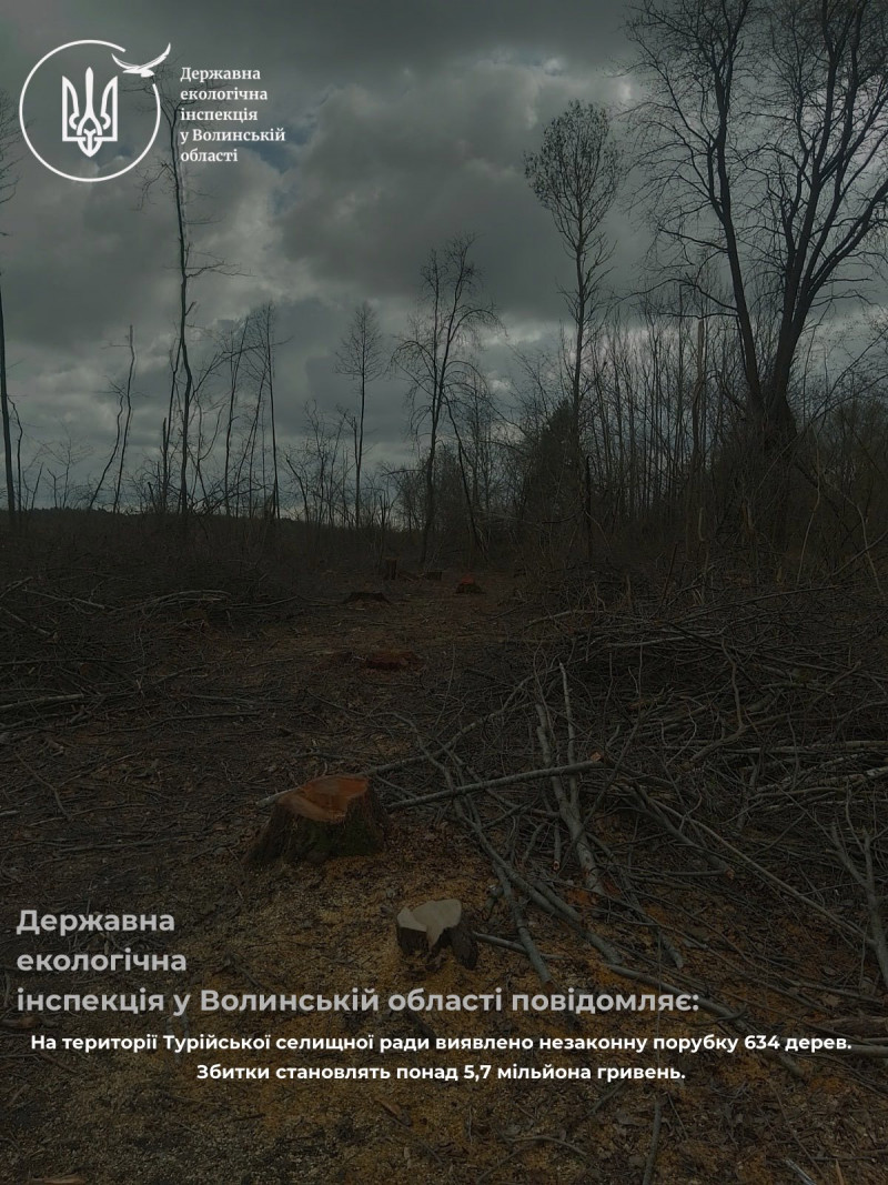 У громаді на Волині незаконно зрізали понад 600 дерев на кілька мільйонів гривень