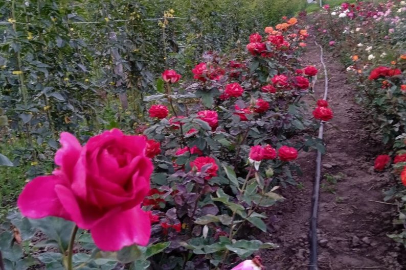 Волинянка 15 років вирощує троянди: на її полі — пів сотні сортів