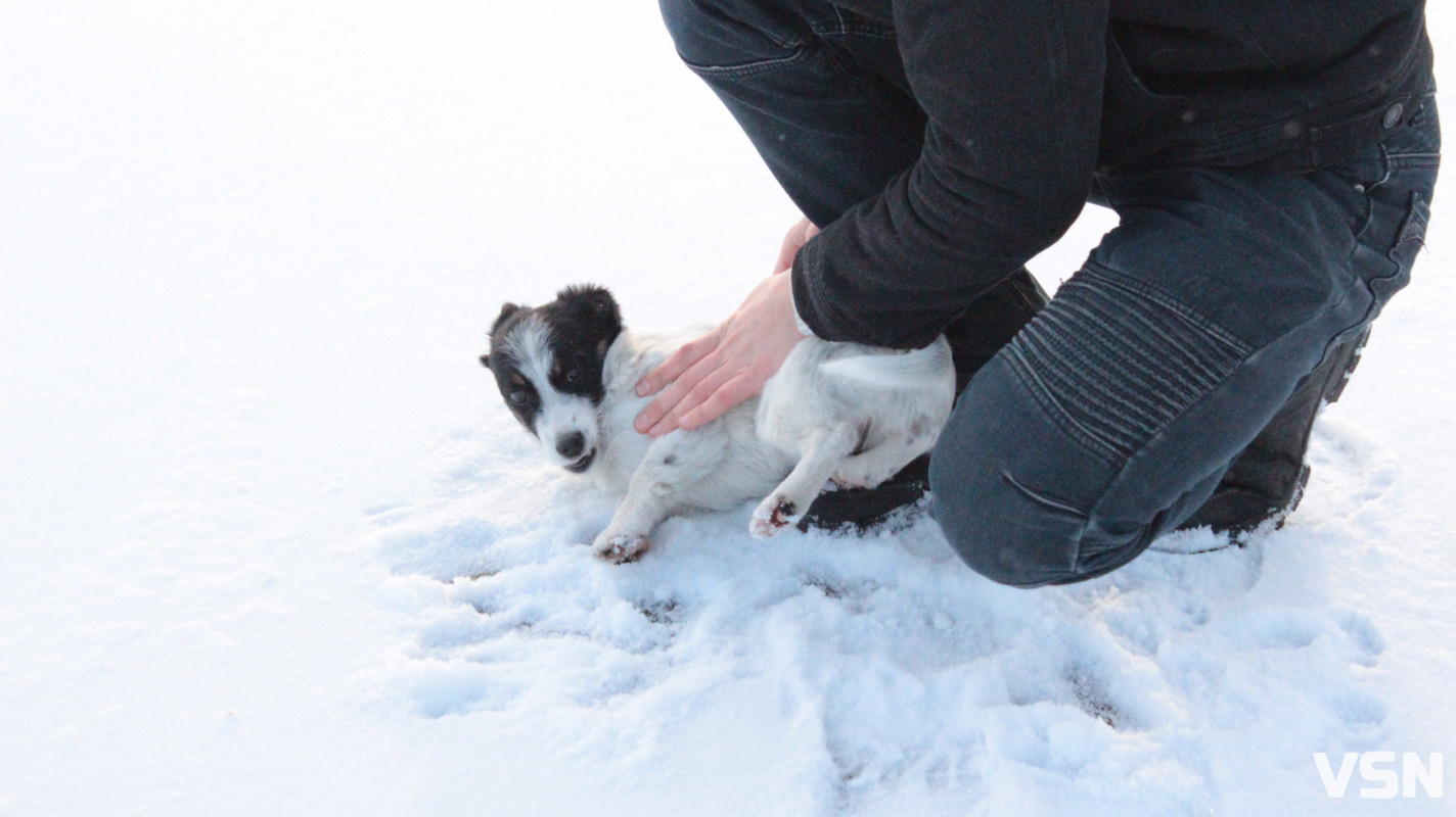 Крига 10 сантиметрів та жерлиці на щуку: фоторепортаж із зимового ставка у селі на Волині
