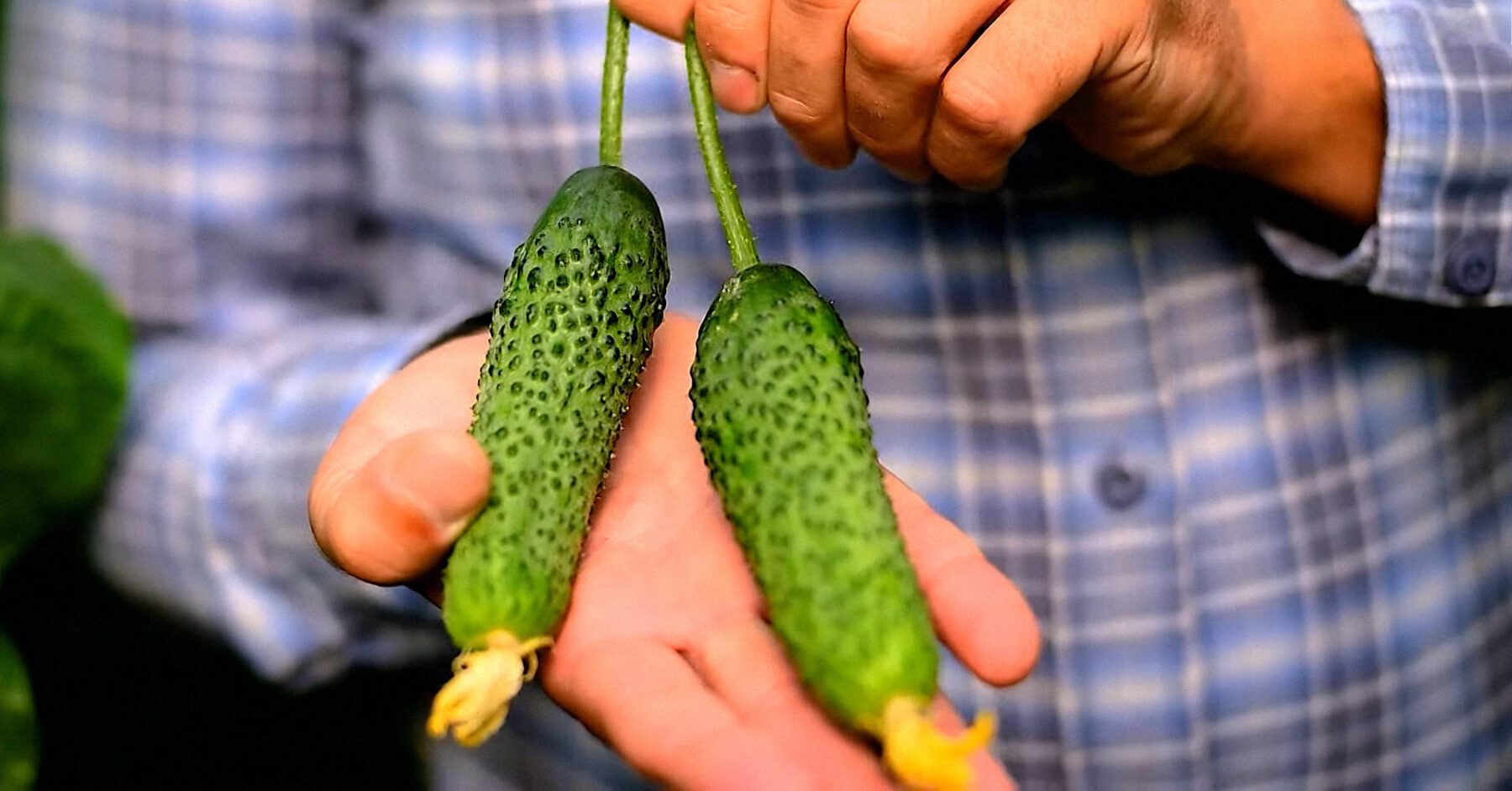 Збиратимете відрами: найродючіші сорти огірків, які дають високий врожай