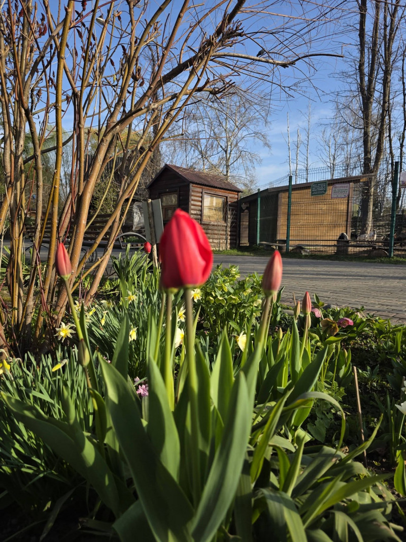 Які ціни на квитки до Луцького зоопарку у 2026 році