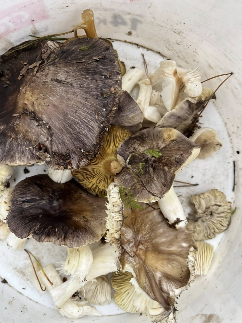 У лісах на Волині навіть у грудні збирають гриби