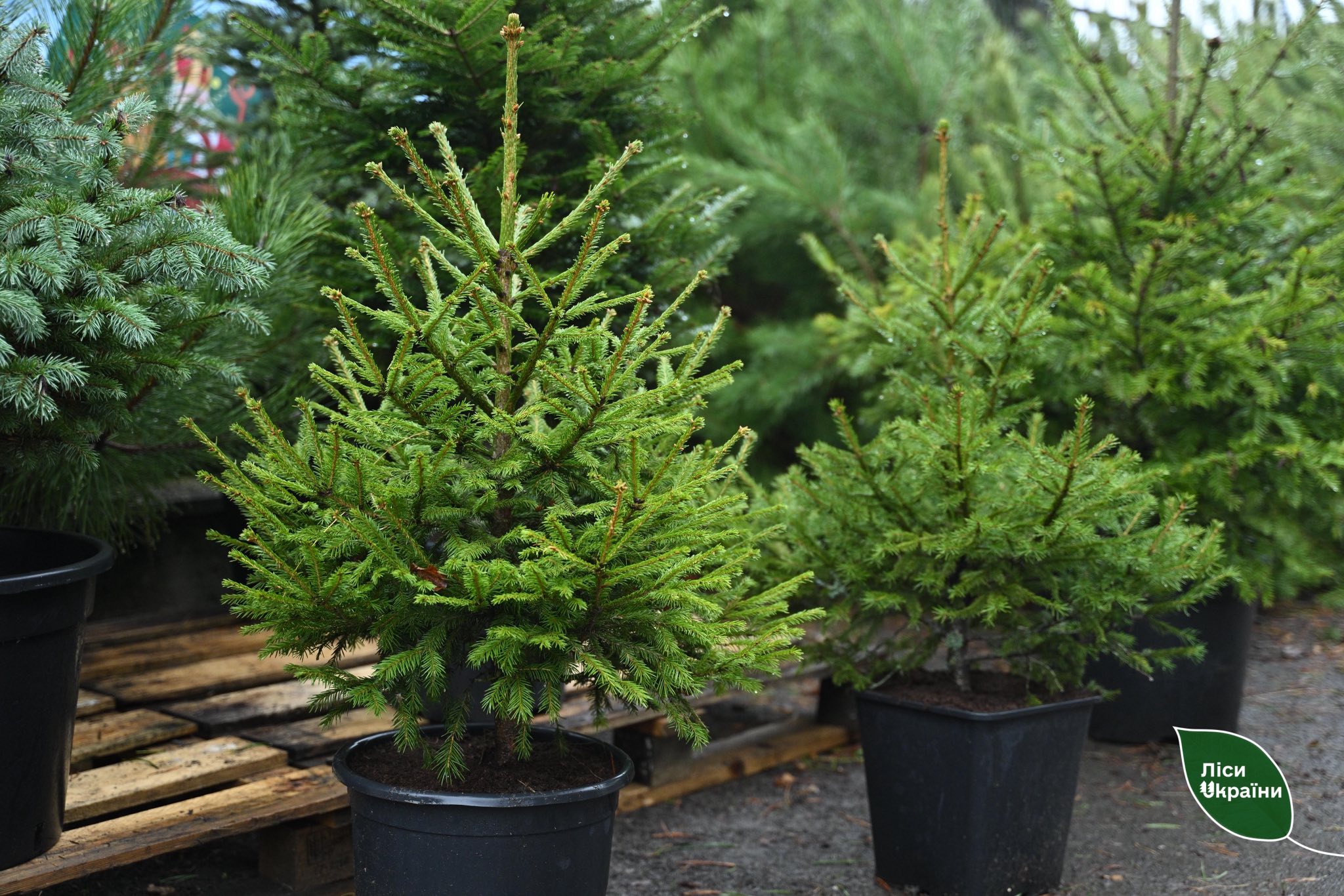 На Волині - одні з найдешевших ялинок в Україні: які ціни на хвойні дерева