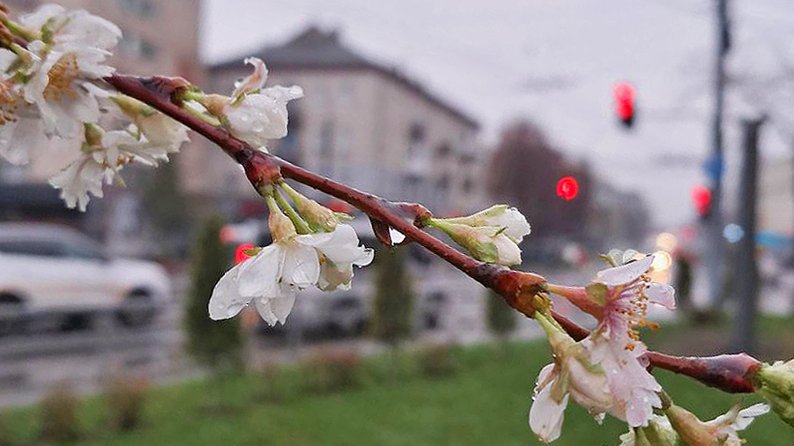 У Луцьку зацвіли сакури