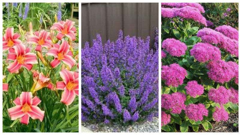 П’ять витривалих багаторічників, що можуть рости до 10 років без пересадки