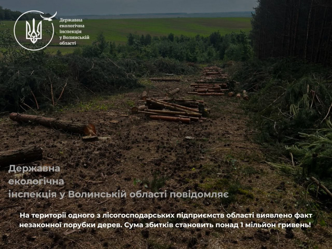 На Волині виявили масштабну незаконну вирубку лісу: збитки перевищують 1 мільйон гривень