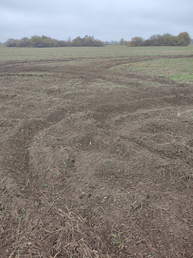На Волині невідомі пошкодили посіви на полях: господарство підраховує збитки