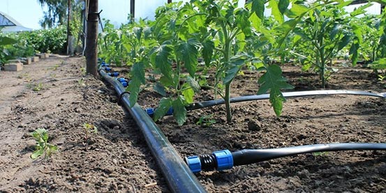 Агроволокно чи димлення: як врятувати волинський город від морозів?