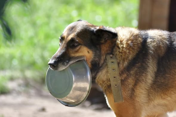 Чого не вистачає 300 безпритульним тваринам у луцькій «Ласці»: у підприємстві озвучили нагальні потреби