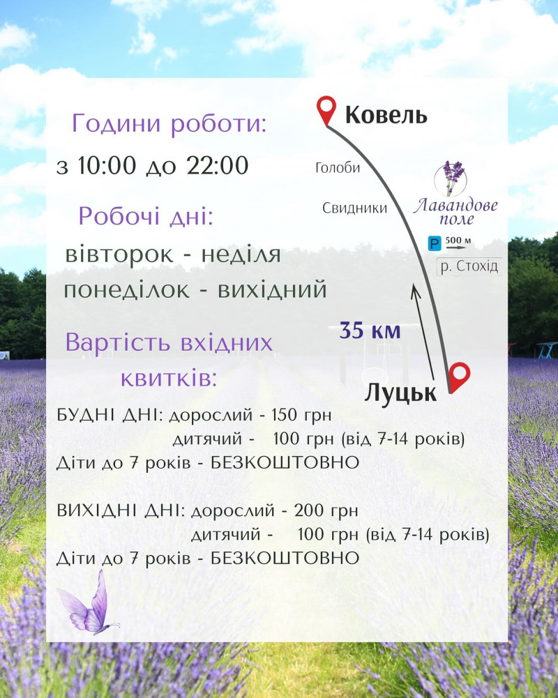 На Волині стартує фестиваль «Волинська Лавандія»: 4 гектари ароматної лаванди та 6 тисяч лілій