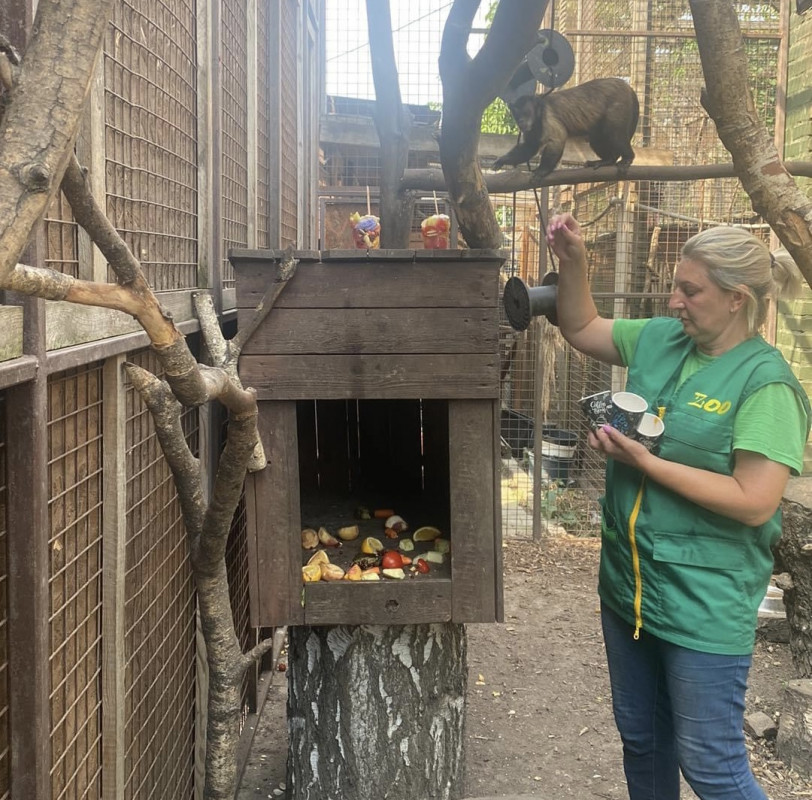 Басейн та «морозиво»: як у Луцькому зоопарку допомагають тваринам у спеку