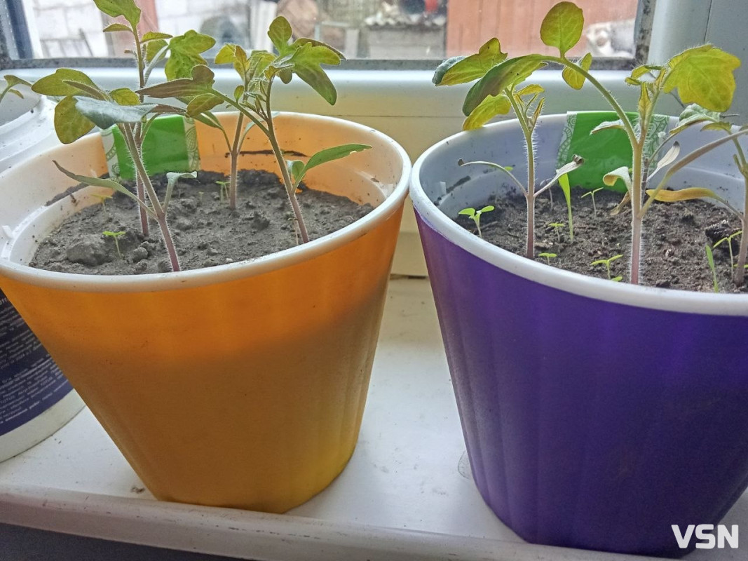 Коли висаджувати розсаду та сіяти насіння: календар городніх робіт на Волині