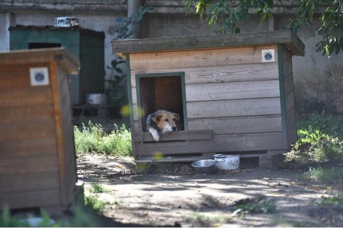 Чого не вистачає 300 безпритульним тваринам у луцькій «Ласці»: у підприємстві озвучили нагальні потреби