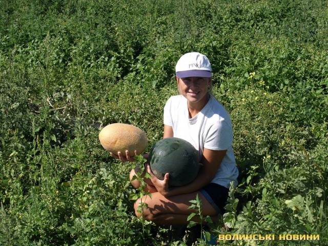 «Цьогорічний врожай – найсолодший»: на Волині вирощують кавуни