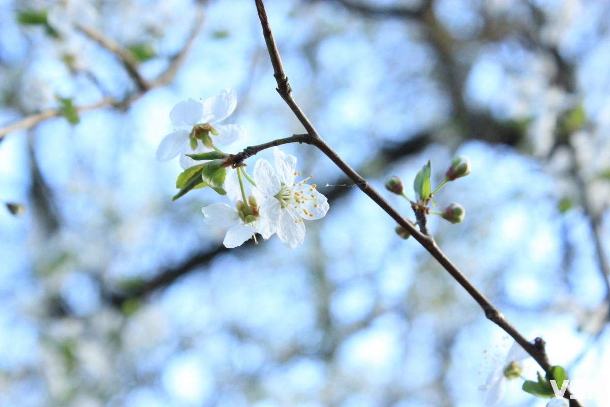 Компенсація за посушливий березень: якою буде погода у квітні на Волині